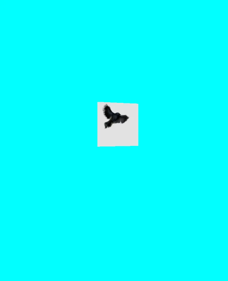 bird animated