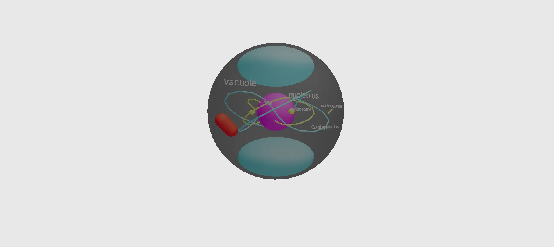 eukaryotic cell